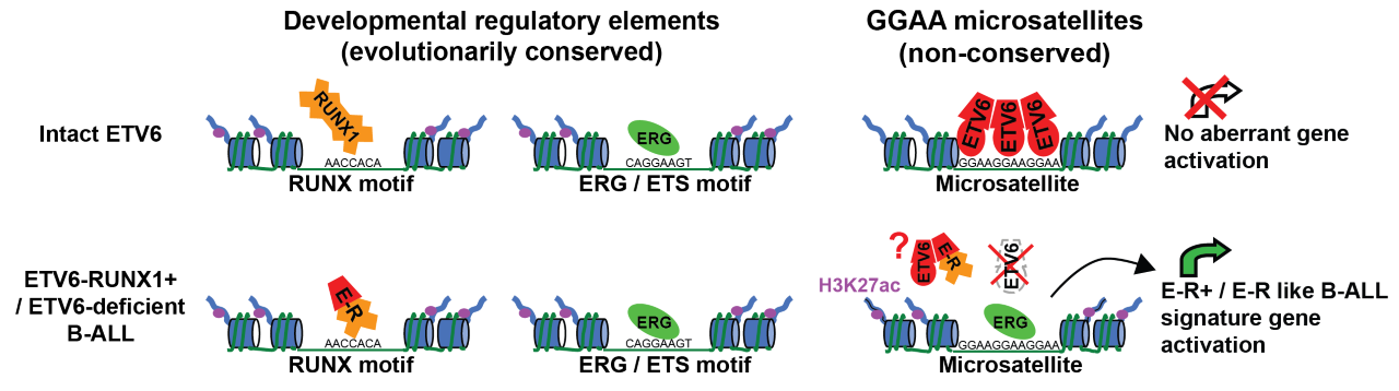 Loss of ETV6 results in activation of cancer-specific GGAA repeat enhancers. It is these repeat enhancers, rather than the direct targets of the ETV6-RUNX1 fusion, that drive much of the shared ETV6-RUNX1+/like B-ALL gene expression signature.